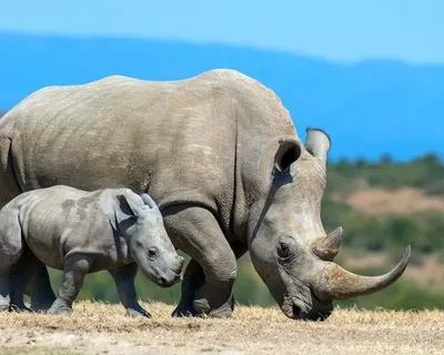 Rhino Conservation Safari gallery image 3