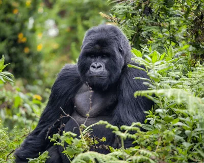 Rwanda Gorilla & Jungle Expedition gallery image 3