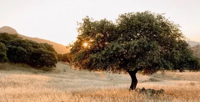 Finca La Donaira gallery image 1