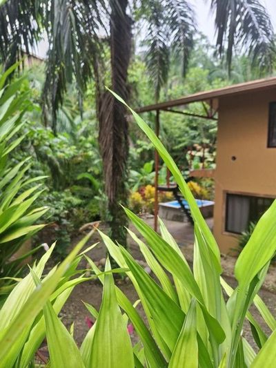 Osa Peninsula Jungle Lodges gallery image 2