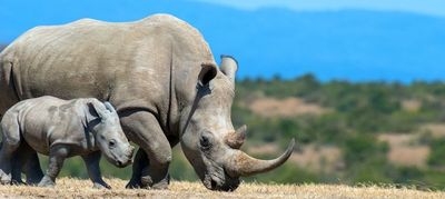 Rhino Conservation Safari gallery image 2