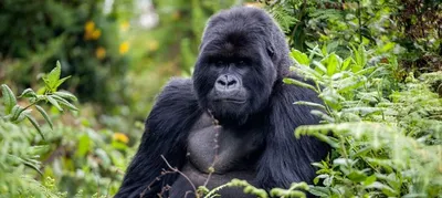 Rwanda Gorilla & Jungle Expedition gallery image 2