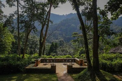 Bwindi Impenetrable Forest gallery image 2