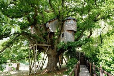 Treetops Treehouse gallery image 1