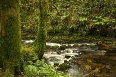 Lost Meadow Treepod gallery image 4