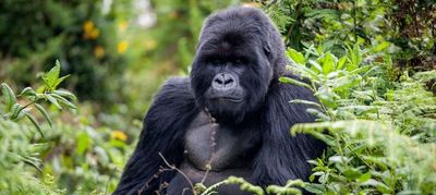 Rwanda Gorilla & Jungle Expedition gallery image 1
