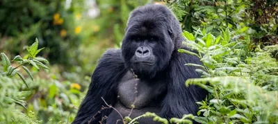 Rwanda Gorilla & Jungle Expedition gallery image 1