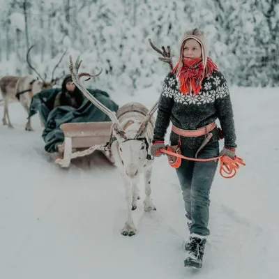 Arctic TreeHouse Hotel Area gallery image 1