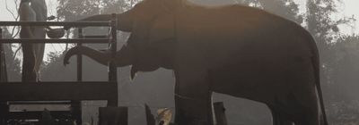 Anantara Golden Triangle Elephant Camp gallery image 2