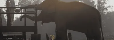 Anantara Golden Triangle Elephant Camp gallery image 2